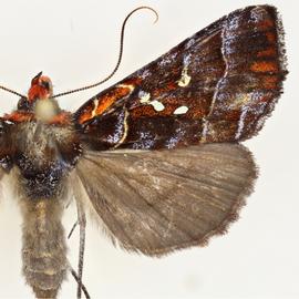  Lophoplusia  sp., adult female